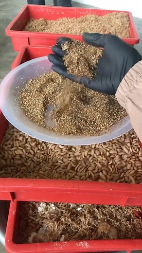 Manfaat Frass BSFL pada Tanaman: 1. Suburkan Tanah Secara Semula Jadi - Frass kaya dengan nutrien penting seperti Nitrogen (N), Fosforus (P), dan Kalium (K) — membantu pertumbuhan akar, daun & buah. 2. Mengandungi Mikrob Baik - Frass mengandungi mikrob hidup yang membantu penguraian bahan organik dan meningkatkan kesihatan tanah. 3. Tingkatkan Ketahanan Tanaman - Tanaman lebih tahan serangan penyakit & serangga perosak kerana frass menguatkan sistem imun pokok. 4. Rangsang Pertumbuhan Akar - Nut