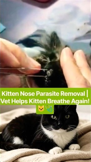Kitten Nose Parasite Removal | Vet Helps Kitten Breathe Again! 🐱🩺#short
