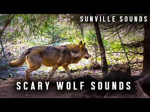 10 Hours of Scary Wolf Howling | Animal Sounds with Peter Beaten