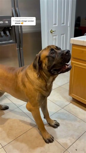 Bowserthemastiff88 #mastiff #dogcoach #bowsersworld #puppy #cheesetax #dogsoftiktok