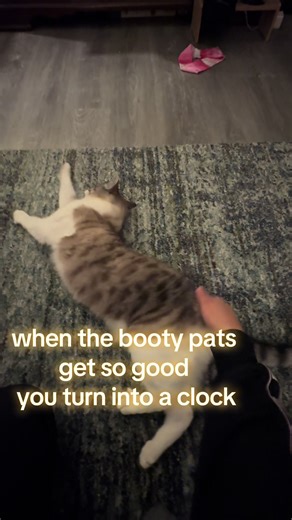 it's meow o'clock somewhere! #fyp #clock #catlife #tiktok #cat | cats