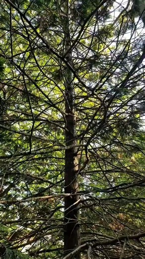 How to make a toothpick #toothpick #amazingshorts #worldnews #tress