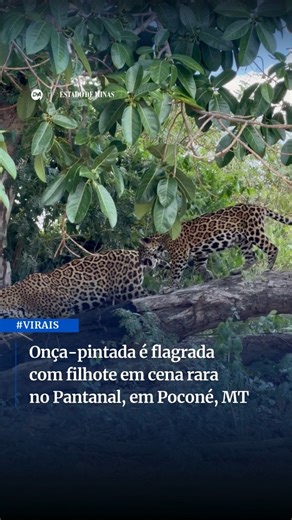 Estado de Minas | 🐆 Cena rara no Pantanal Imagens registradas em Poconé, no Pantanal, mostram uma onça-pintada caminhando ao lado de seu filhote em meio à... | Instagram
