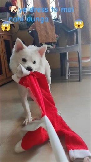 Jack ne santa ki dress fad di 🧑‍🎄😂 |funny dog shorts