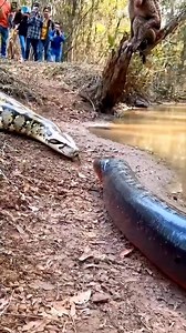 Python vs electric eel 😮🤯 #wildlife #animals | Riteek Kashyap