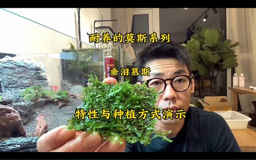 鱼缸水草推荐：耐养莫斯系列-垂泪莫斯