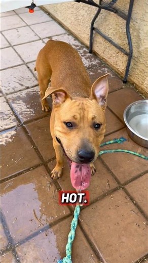 Spring Dog Training(FULL VID ON YT) Do your dogs workout? Pt.4 #cwhite #bsd #bullherder #dogtraining