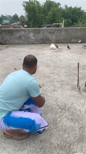 How to make a pigeon trap🕊️😱 ||how to catch a pigeon #pigeon #pigeontrap #pigeon