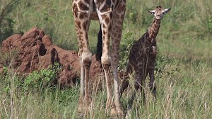 19K views · 771 reactions | What a rare sighting - watch the first steps of a Nubian giraffe baby born in Uganda. Video Credit: Michael Brown | Giraffe Conservation Foundation | Facebook