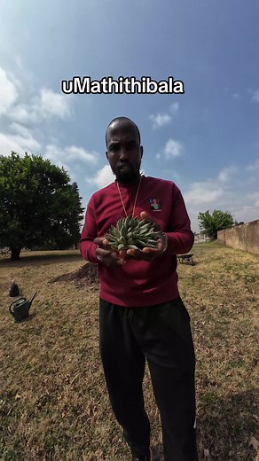 Umathithibala Plant: Spiritual and Practical Benefits