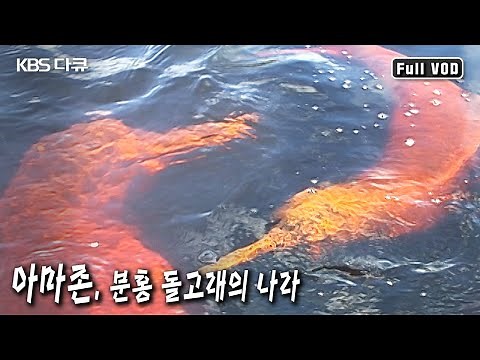 아마존과 오리노코 강에서 서식하는 세계적으로 희귀한 동물 분홍돌고래 그리고 아마존 생태계의 천국 (KBS 20070905 방송)