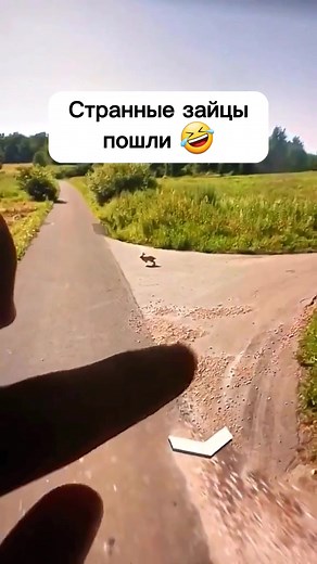 Hilarious Rabbit Pilot Soars in Viral TikTok Video!