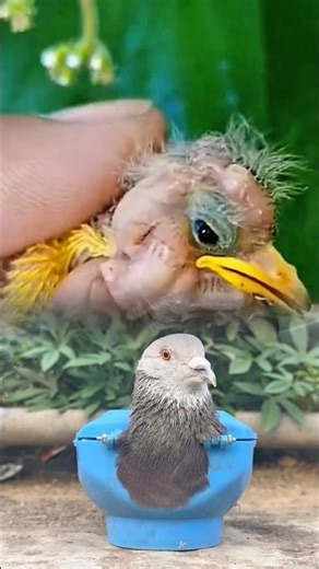 Rescuing a Baby Bird from a Botfly Infestation 😱🕊️ #Viral #USAAudience #UKAudience