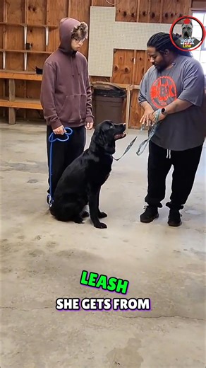 Learn how to master leash control for your dog. This video shows how adjusting the leash length improves command and maintaining looseness ensures comfortable training for your furry friend. #LeashTraining #DogTraining #DogCommands #PetCare #DogTips | RBK Line