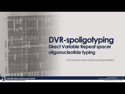 DVR-spoligotyping: Direct Variable Repeat spacer oligonucleotide typing