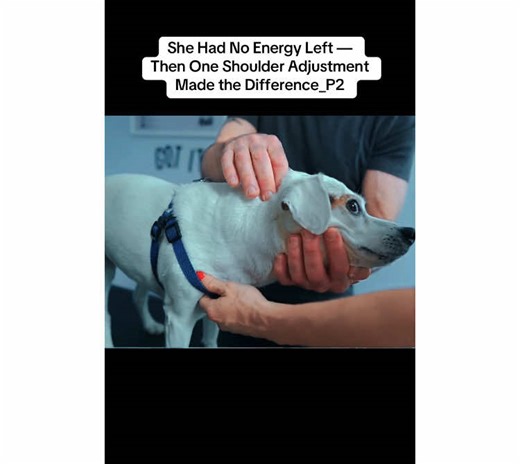 One Shoulder Adjustment Transforms Animal's Energy