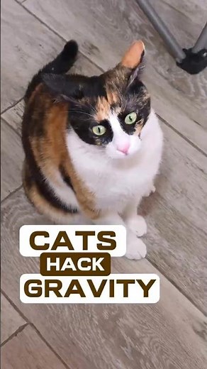 How high can cats actually jump? The science is insane 🐾