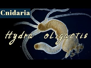 Morphology and feeding process of Hydra oligactis (Cnidaria)