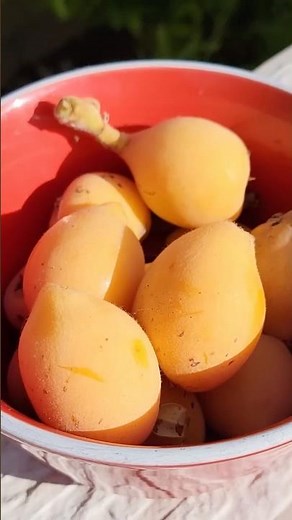 Growing Loquats: From Container to Ground – A Sweet Success Story! 🌳🍑