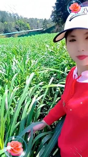养殖业的老板们，需要草 料 或者牛牛，我随吋都在服务区，欢迎你们的订单