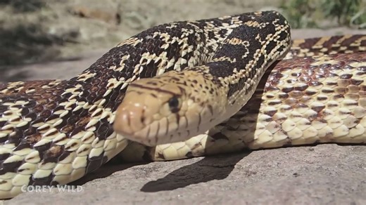 Identifying bull snakes and coachwhip snakes while herping for reptiles across America