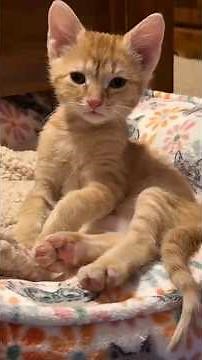 Did You Know Cats Are Smarter Than You Think? 😂