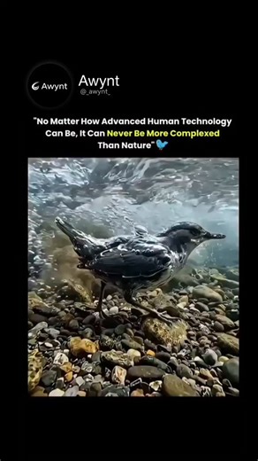 Awynt on Instagram: "The dipper bird is the only songbird capable of fully foraging beneath fast-lowing streams.It uses strong legs to grip rocks while submerged, flapping its wings to "fly" underwater against the current. One of its most remarkable adaptations is a transparent eyelid, called a nictitating membrane, which acts like natural goggles, allowing clear vision while protecting the eyes.Dense feathers trap air for insulation, while high oxygen efficiency lets it hunt insects below the s
