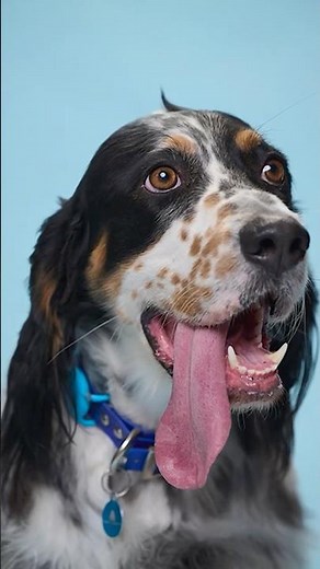 Dog with the longest tongue - Bisbee at 9.50 cm (3.74 in) 🐶
