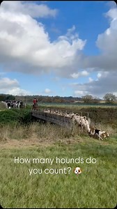 Did you know? Foxhounds are traditionally counted in pairs called a couple, not as individual hounds. A pack is still described as “twenty couple” rather than forty hounds. How many can you count here? #thekenthounds #trailhunting #houndsplease #foxhounds #houndsofinstagram | The Kent Hounds