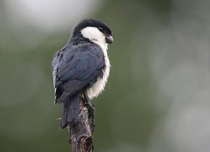 Philippine falconet - Alchetron, The Free Social Encyclopedia