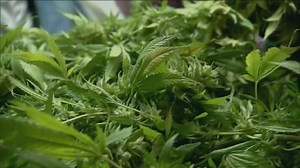 Decision day on Issue 2, competing ballot measures