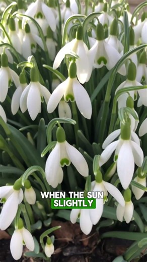 How Snowdrops Grow Through Snow