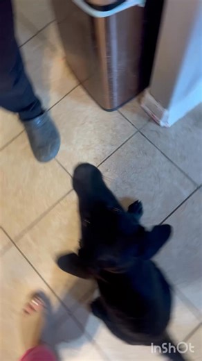 Meet Aries! 4-month old male German Shepherd/Lab mix. Memphis TN - Transport available! | Imminent Danger German Shepherd Rescue