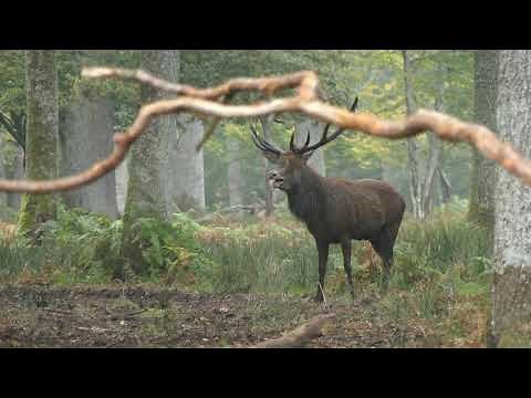 Brame du cerf 2021