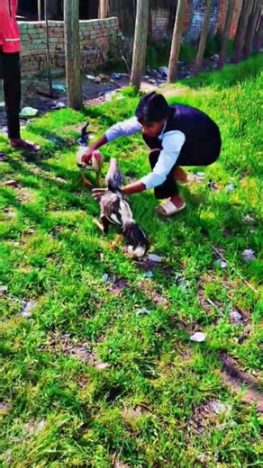 aseel murga 💯 java ❤️‍🔥 whight wight murga# suskharib and like ❤️