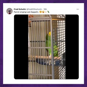 A PARROT SINGING LED ZEPPELIN. WE REPEAT - A PARROT. SINGING. LED. ZEPPELIN. 🦜 [Twitter: fred035schultz] | Absolute Radio