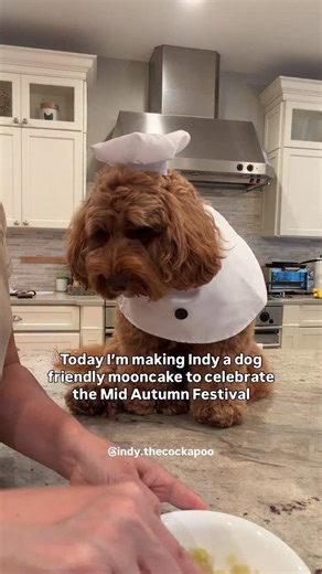 INDY THE COCKAPOO on Instagram: "Happy Mid Autumn Festival my friends 🥮 May your tummy be as full as the moon tonight🌕 Easy dog friendly mooncake 🥮: Made with sweet potato and @openfarmpet freshly cooked lamb 🧑‍🍳 costume: @chewy For mooncake mold I’ll 🔗 it in my stories! #mooncake #cockapoo #中秋节 #moonfestival #dogcostume #dogfood #dogtreats #dogasmr #dogeating #dogfood #midautumnfestival"