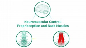 Neuromuscular Control: Proprioception and Back Muscles (EU)