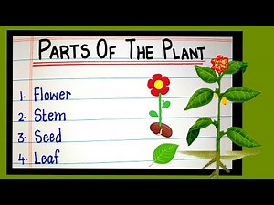 Parts Of The Plant Name| Plant parts name | Flower Stem fruit root leaf bud node internode