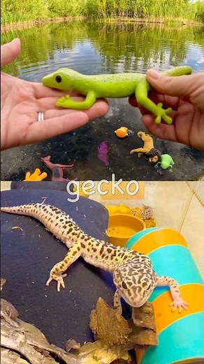 Learn Animal Names for Babies Kids at the Pond: Raccoon Lion Chameleon Monkey Gecko