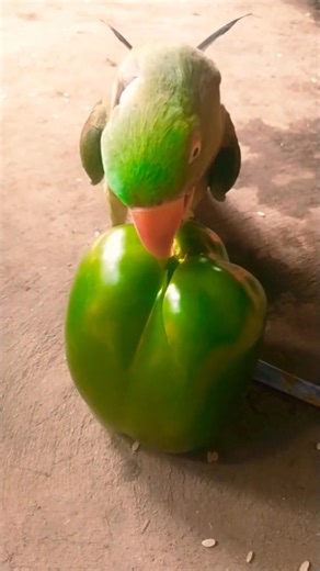 mithu capsicum🫑vlogs 🦜🤤😘#shorts #parrot #birds #food #love #vairalvideo #talkingparot ‪@ParrotX2‬