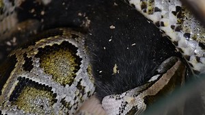 Rabbit eaten by a snake