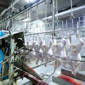 [Hot Item] Slaughtering Machine Line with Price for Small Chicken Processing