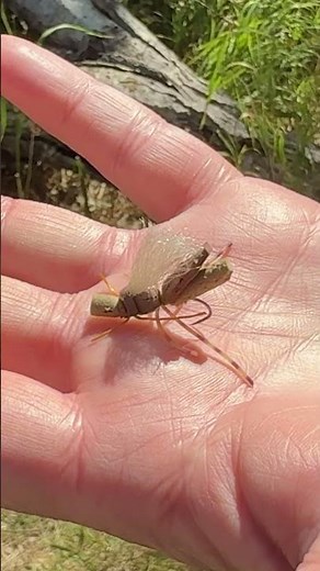 The Bionic Hopper — built tough to take a beating, irresistible to big trout