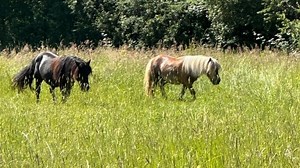 Le poney shetland volé dans une pâture à la sortie d’Époye dans la Marne a été retrouvé à Reims