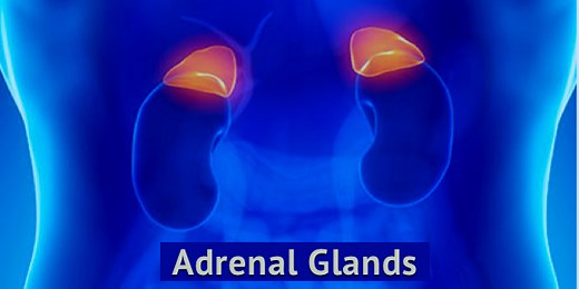 5 Things You Probably Didn't Know About Your Adrenal Glands - Medivizor