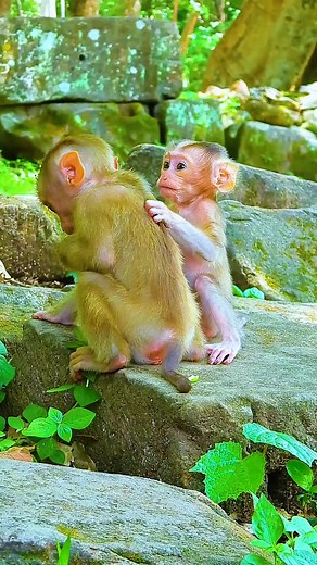 Affectionate Moment Baby Monkeys Busy Day #monkey #reels #Animals​ #sovanafamily #newbornmonkey #monkeyreels | Monkey Homeless