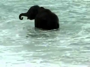 When a baby elephant sees the sea for the first time!