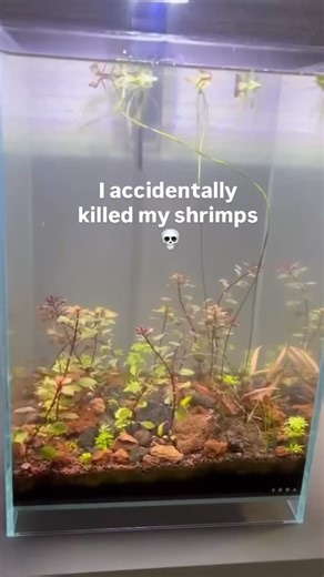 The Fish Connection | Few weeks ago I lost most of my shrimps because of a mistake I didn’t even realize I made. I had pet my dog before putting my hands in the... | Instagram
