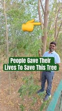 Why the Khejri Tree Is So Important? The Story Behind India's Desert Tree